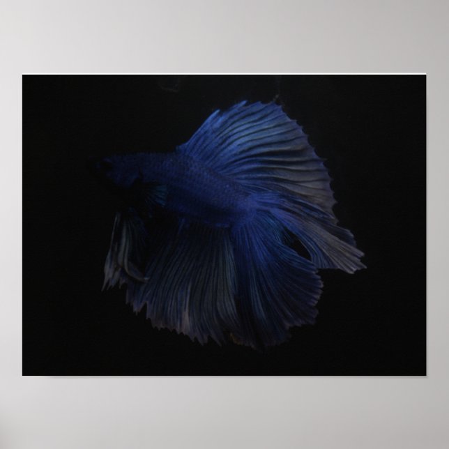 Betta fish animal poster (Front)
