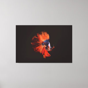 Betta Fish Canvas Print