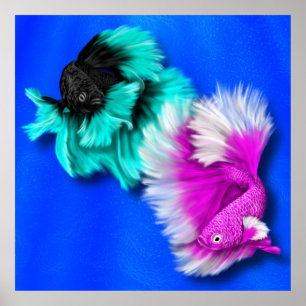 Betta Fish Duo, black & teal, white & pink Poster