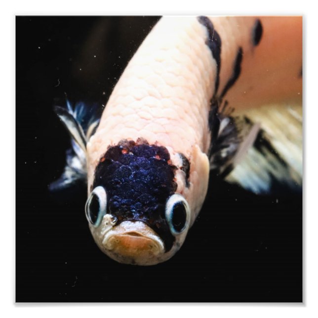Betta Fish Head Photo Print (Front)