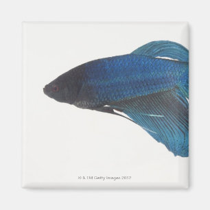 Betta Fish or Male Blue Siamese Fighting Fish Magnet