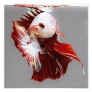 Betta Fish Photo Print