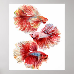 Betta fish poster