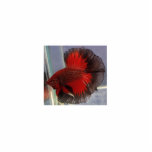 Betta Fish Sculpture<br><div class="desc">Gorgeous Red/Black Butterfly Halfmoon Great for the Betta enthusiast</div>