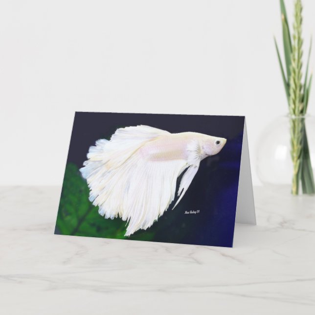 Betta greeting card (Front)