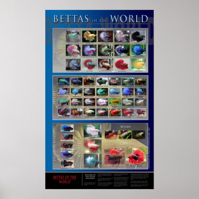 Betta Poster (Front)