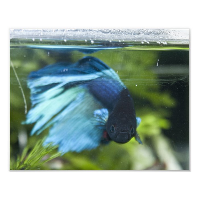 Betta Splendens, photo print