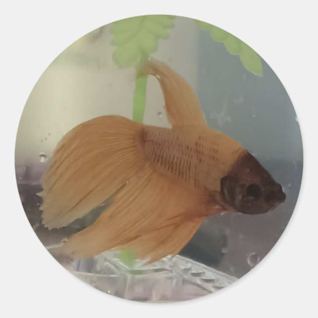 Betta Sticker (Front)