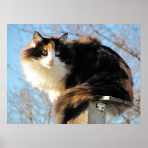 Better View Calico Cat Photo Poster
