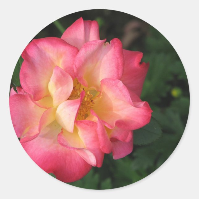 Betty Boop - 24 May 2009 139 Classic Round Sticker (Front)