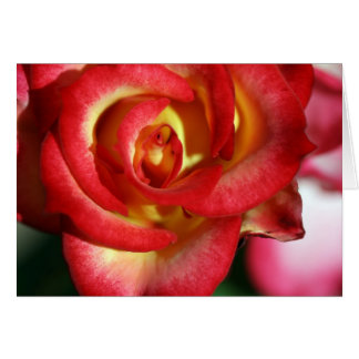 Betty Boop rose Cards