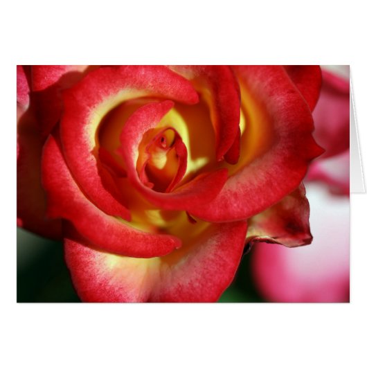 Betty Boop rose Cards (Front Horizontal)