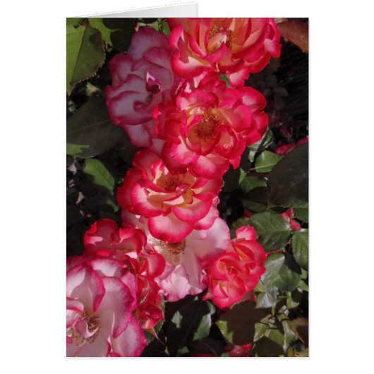 Betty Boop Roses Cards (Front)