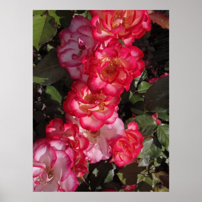 Betty Boop Roses Poster (Front)