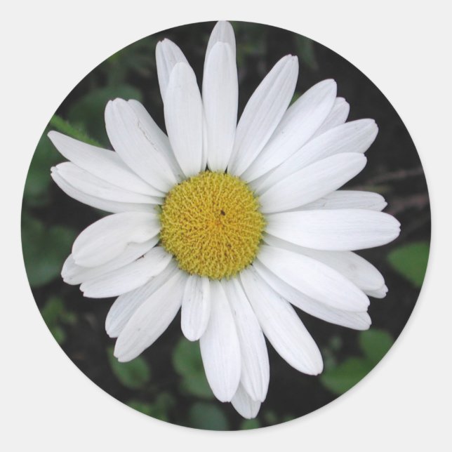 Betty's Daisy Round Sticker (Front)