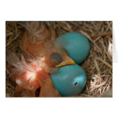 Between Brothers (Front Horizontal)