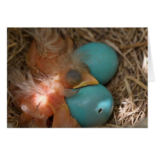 Between Brothers (Front Horizontal)