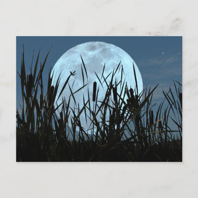Between Moon and Marsh Postcard | Zazzle