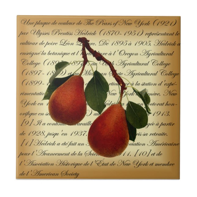 Beurré Clairgeau Pear ~ Ulysses Prentiss Hedrick ~ Ceramic Tile (Front)