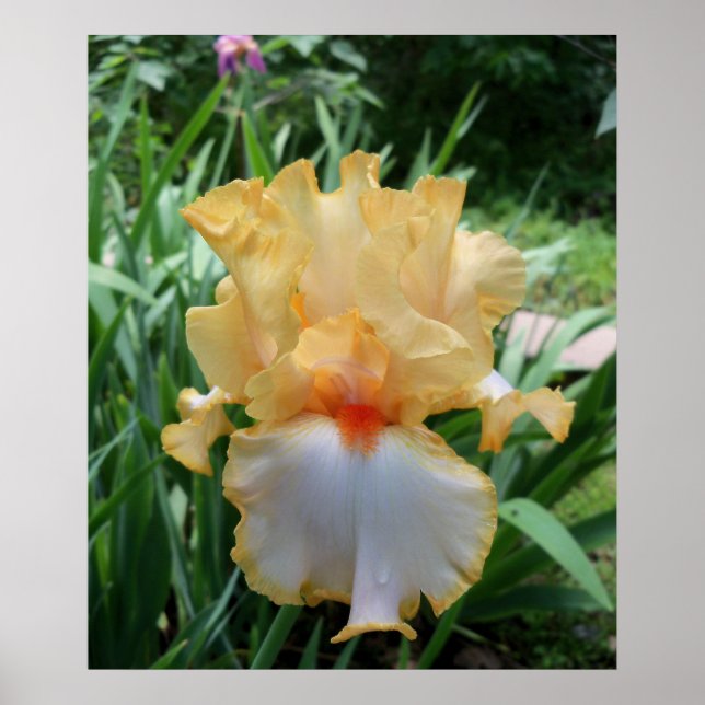 Beutiful Yellow and White Iris Flower Photo  Poster (Front)
