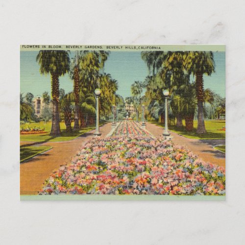 Beverly Gardens Beverly Hills California Postcard