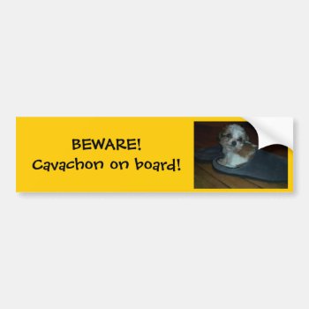 Beware! Cavachon On Board! Bumper Sticker. Bumper Sticker by graphicdoodles at Zazzle