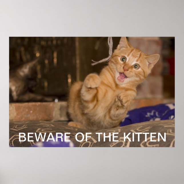 Beware of the Kitten Poster (Front)