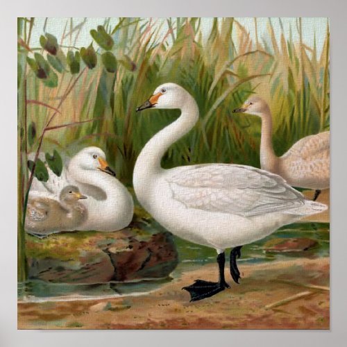 Bewick Swan Poster