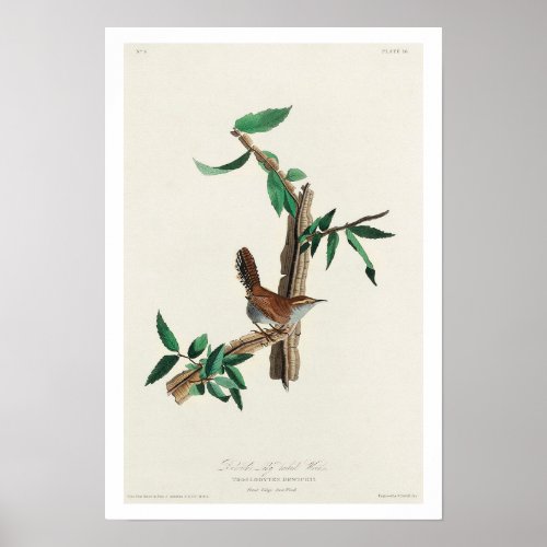 Bewicks Wren by Audubon Poster