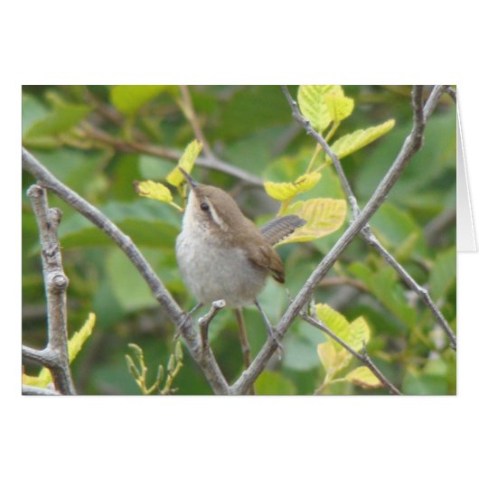 Bewick's Wren Cards (Front Horizontal)