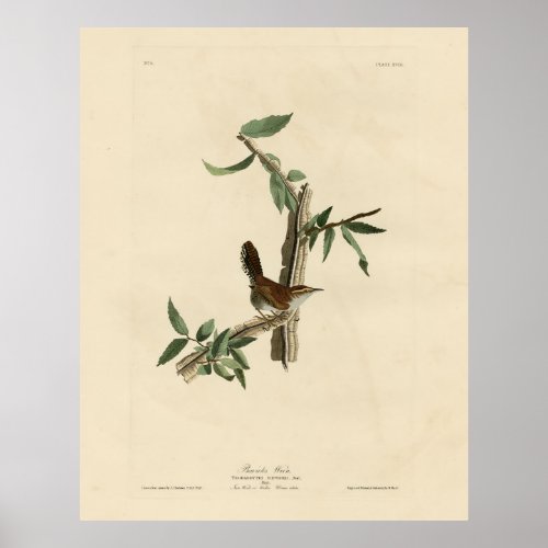 Bewicks Wren from Audubons Birds of America Poster