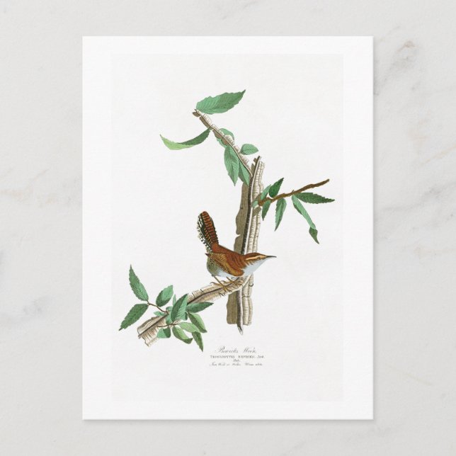 Bewick's Wren John James Audubon Birds of America Postcard (Front)