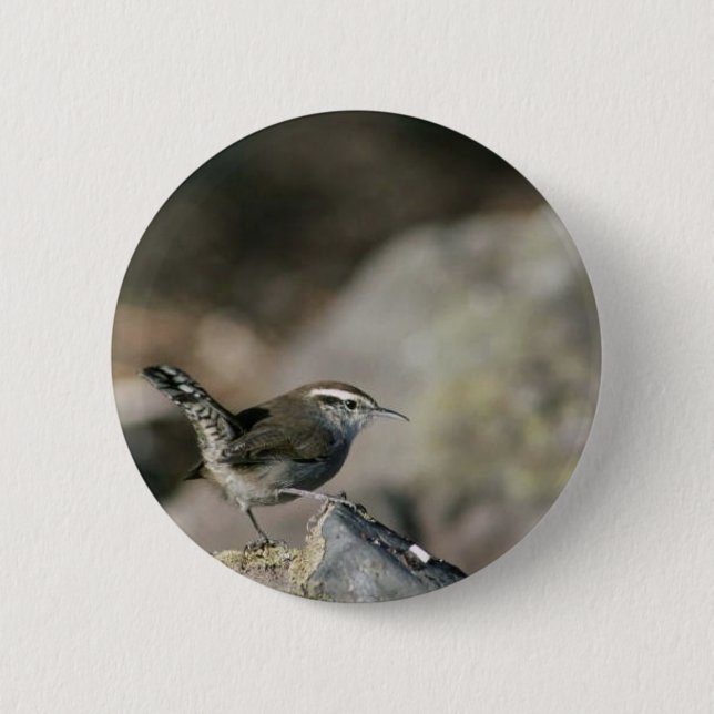 Bewick's wren pinback button (Front)