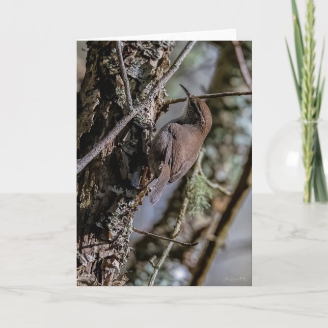 Bewicks Wren Thank You Card (Front)