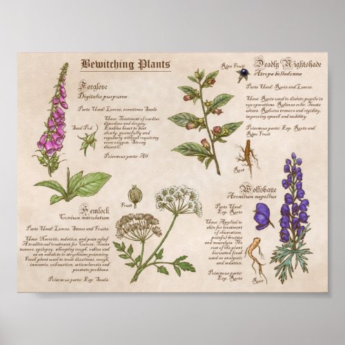Bewitching Plants Feild Guide Print