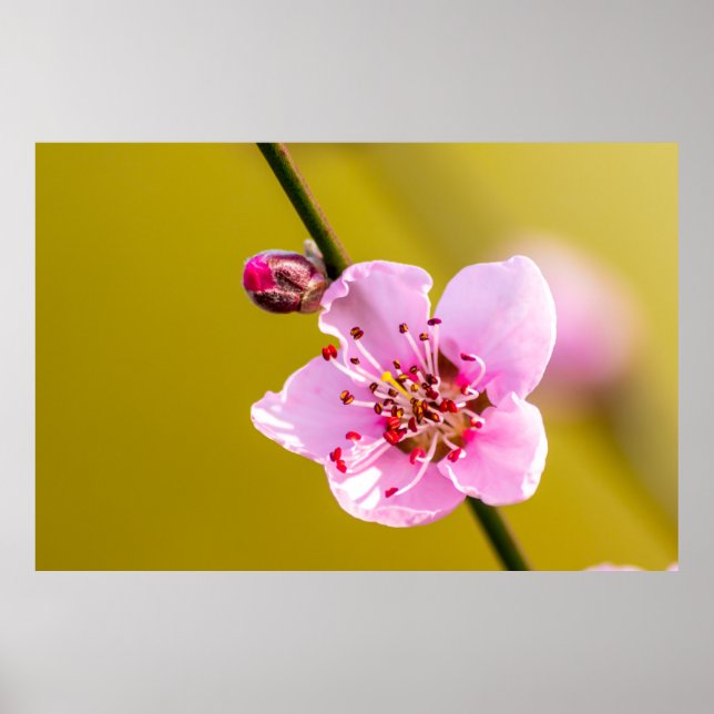 Bezaubernde Blumen für die Wand Poster (Front)