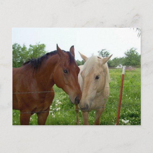 BFF Best Friends Forever _ Horses Postcard