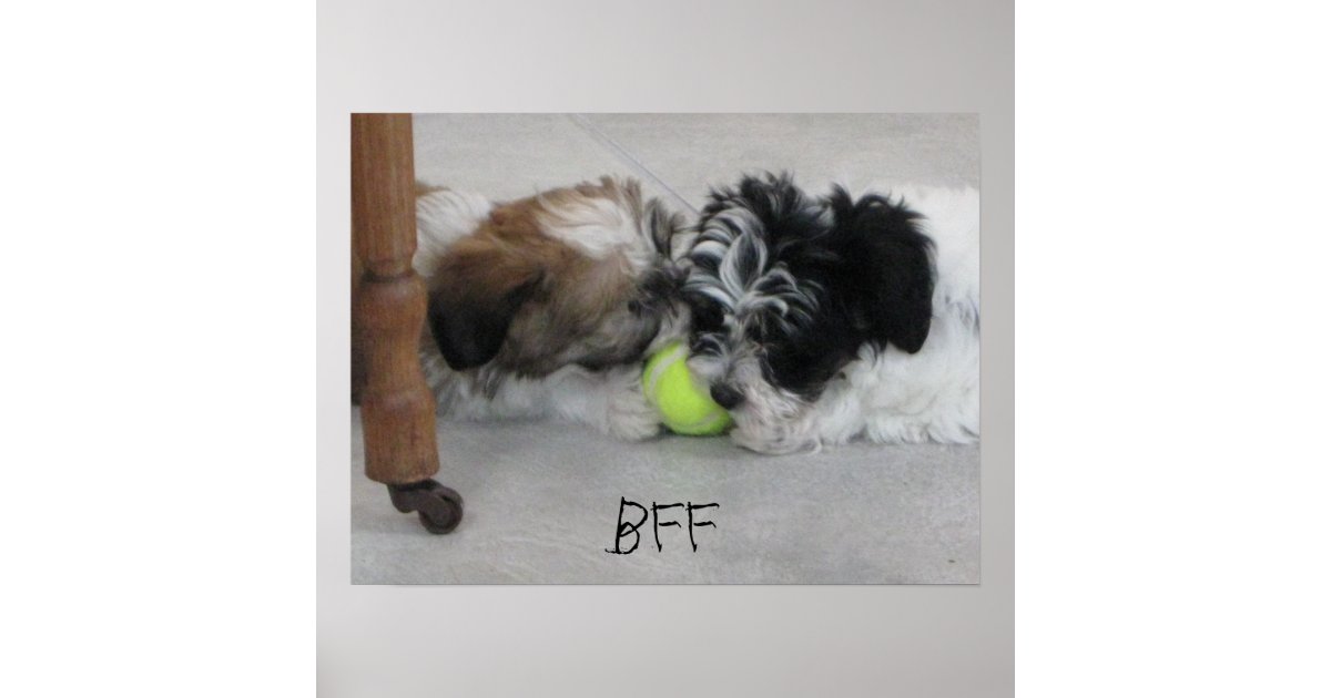 BFF Best Friends Puppy Poster Zazzle