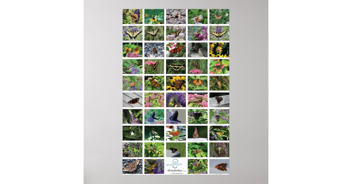 bfly_50_poster poster | Zazzle