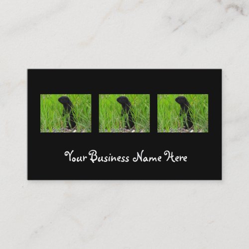 BGRO Black Ground Squirrel Business Card Template