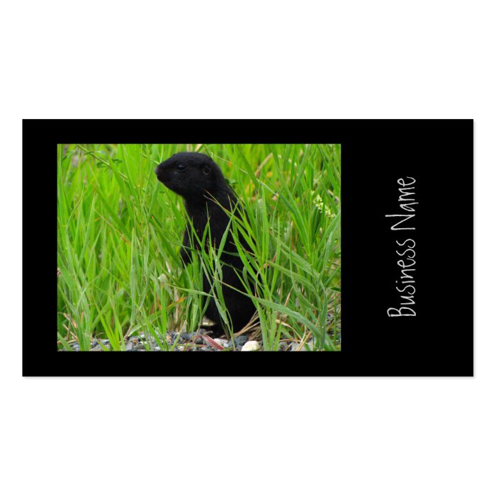 BGRO Black Ground Squirrel Business Card Templates