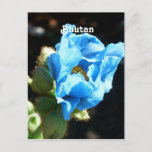 Bhutan Blue Poppy Postcard