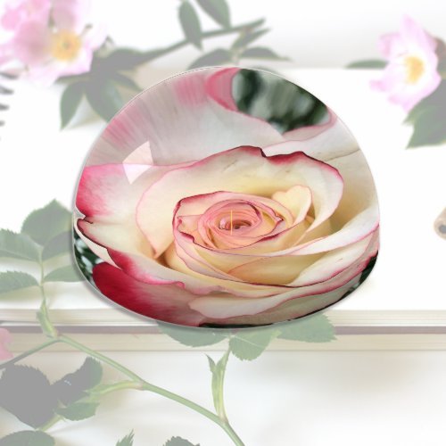 Bi_colored Blush Rose Paperweight