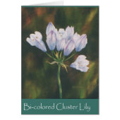 Bi-colored Cluster Lily (Front)
