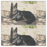 bi colored german shepherd laying fabric