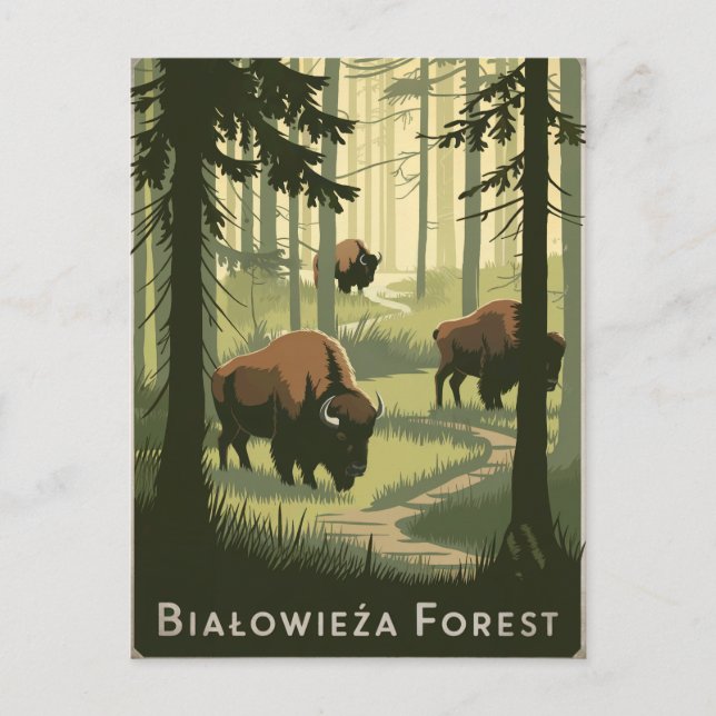 Bialowieza Forest Poland vintage Postcard (Front)