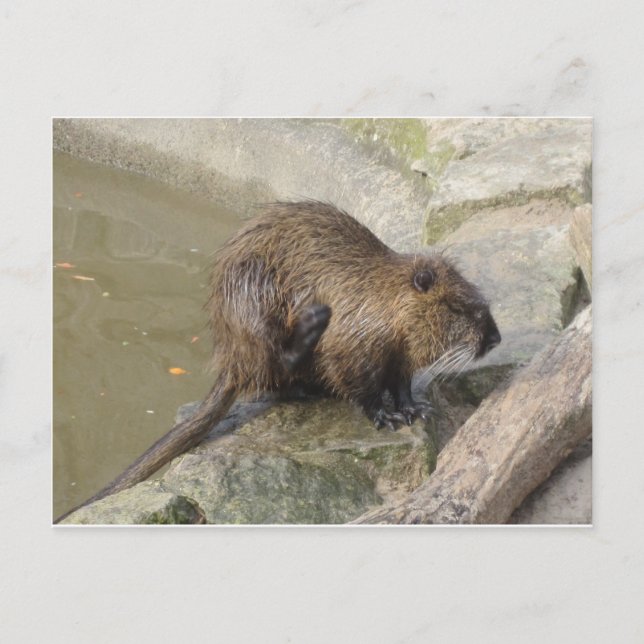 Biber Postcard (Front)