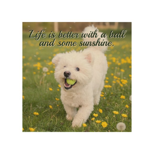 Bichon & Ball Dandelion Days  Wood Wall Art (Front)