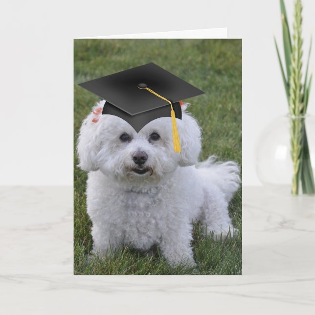 Bichon Black Cap Graduation Card (Front)