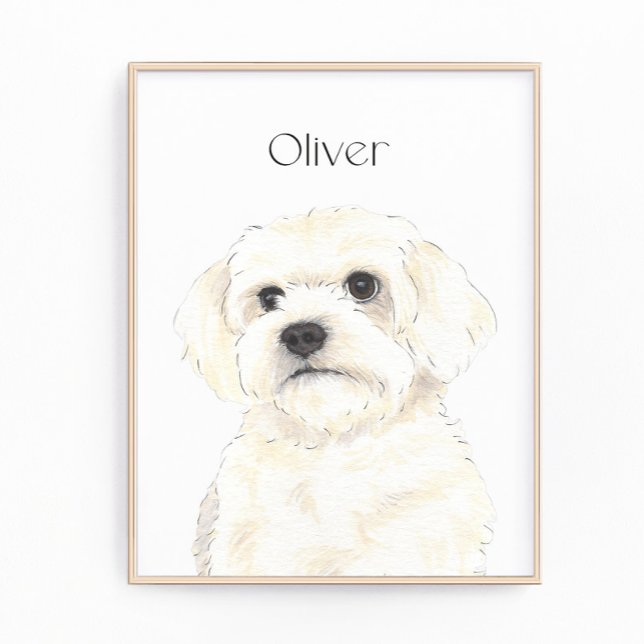Bichon, Bolognese, Coton, Havanese, Maltese Art Photo Print (Creator Uploaded)